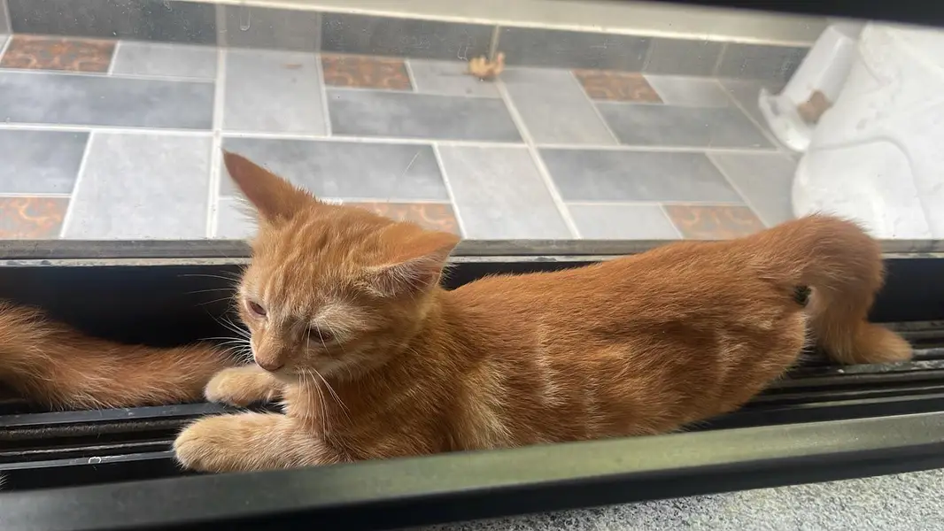 cute female cat 2 months old Trained — photo 4