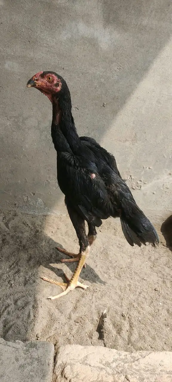 pure Black Oh shamo — photo 2