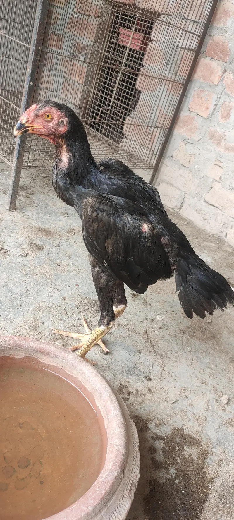 pure Black Oh shamo — photo 3