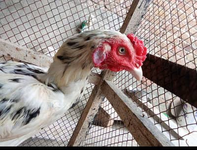Aseel pair for Sale