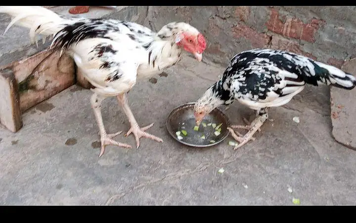 Aseel pair for Sale — photo 3