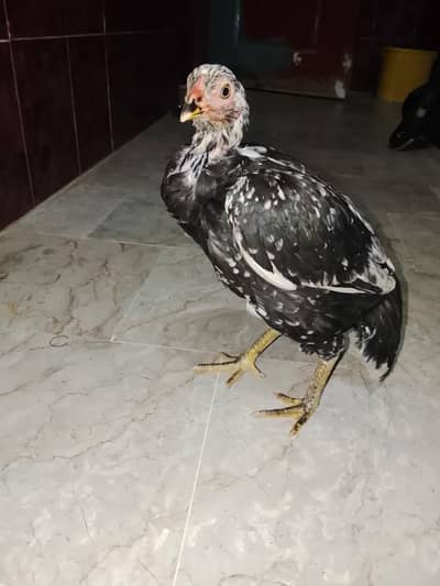 aseel hens