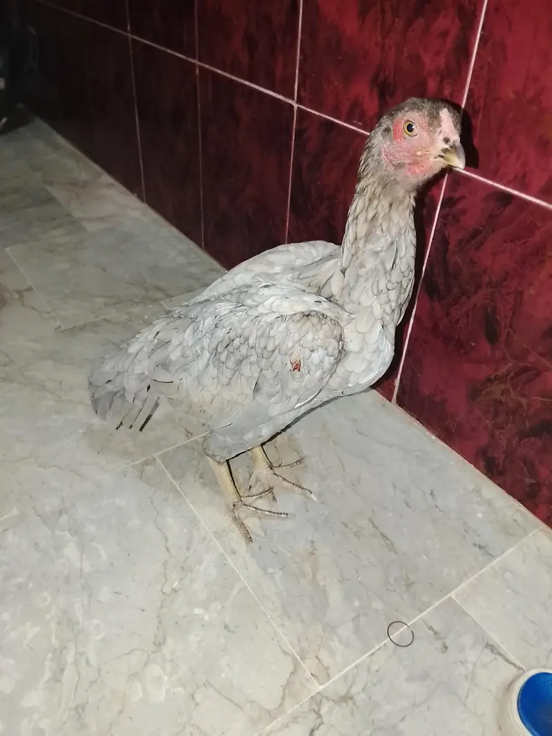 aseel hens — photo 2