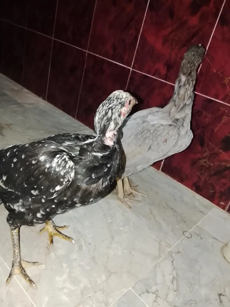 aseel hens — photo 3