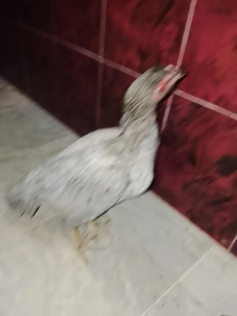 aseel hens — photo 4