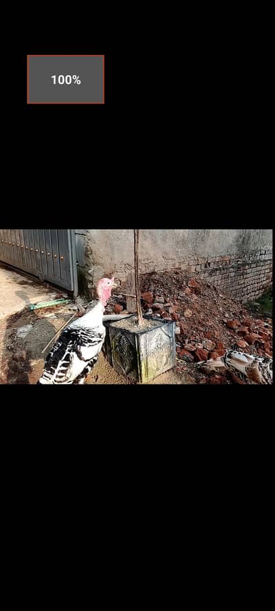 Royal Palm pied color turkey pair