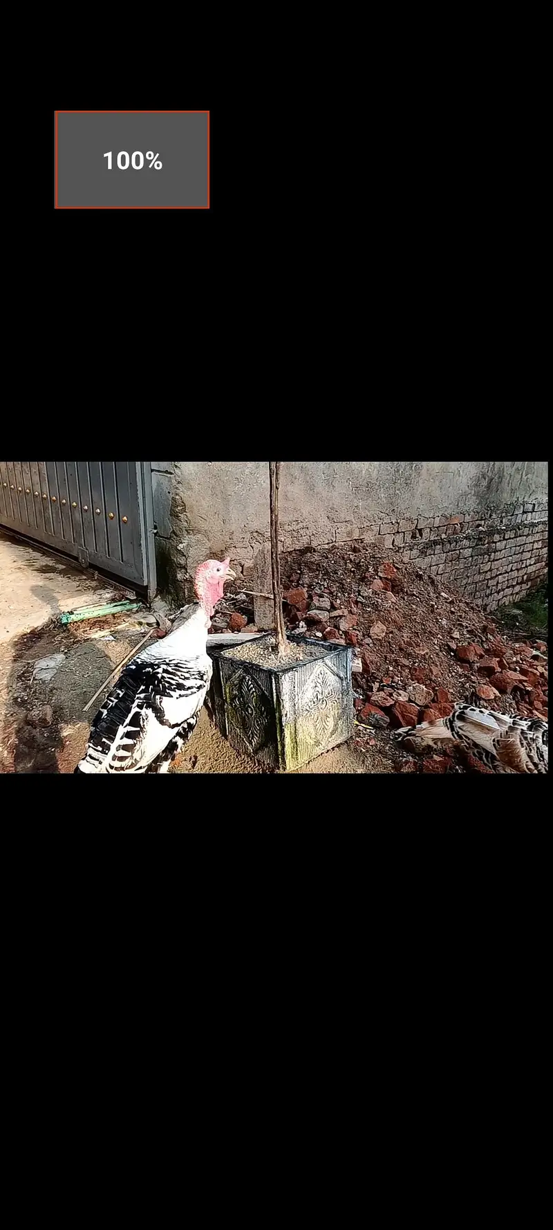Royal Palm pied color turkey pair