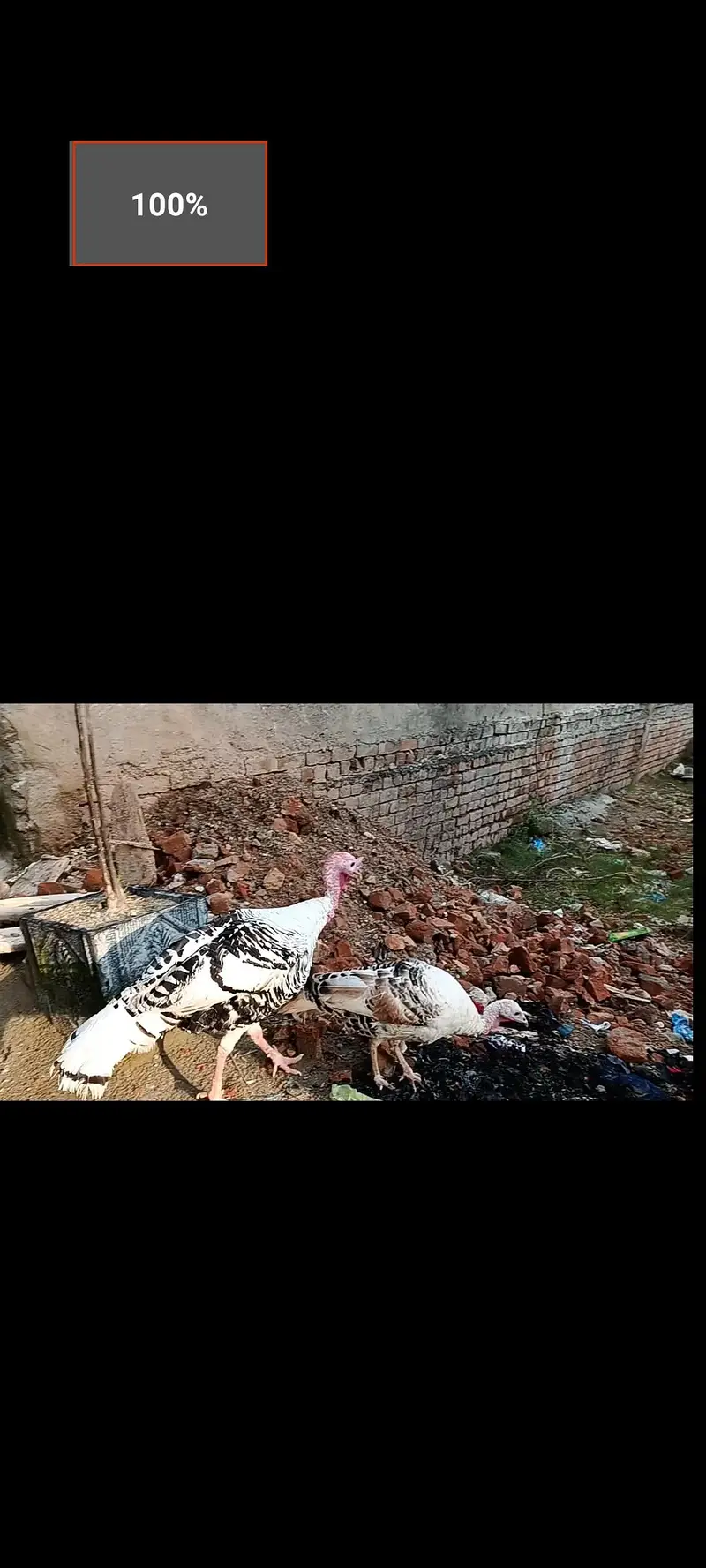 Royal Palm pied color turkey pair — photo 2