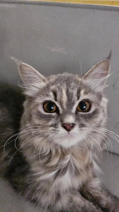 smoky grey persian kitten