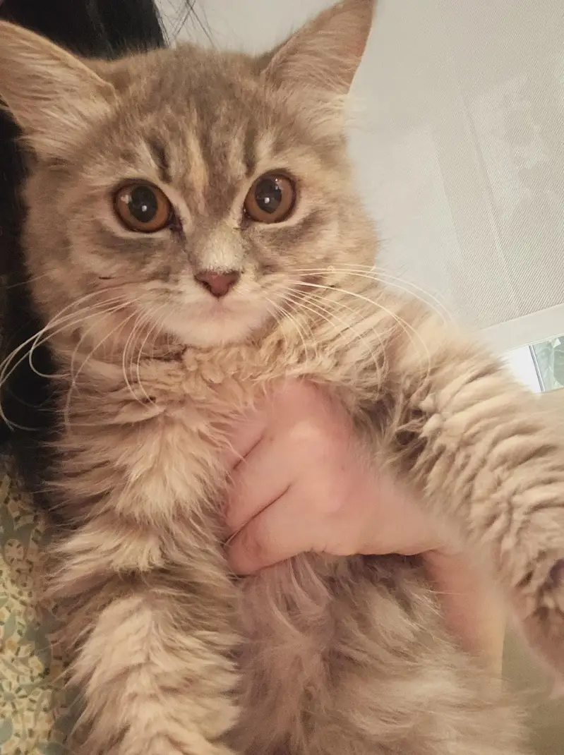 smoky grey persian kitten — photo 2