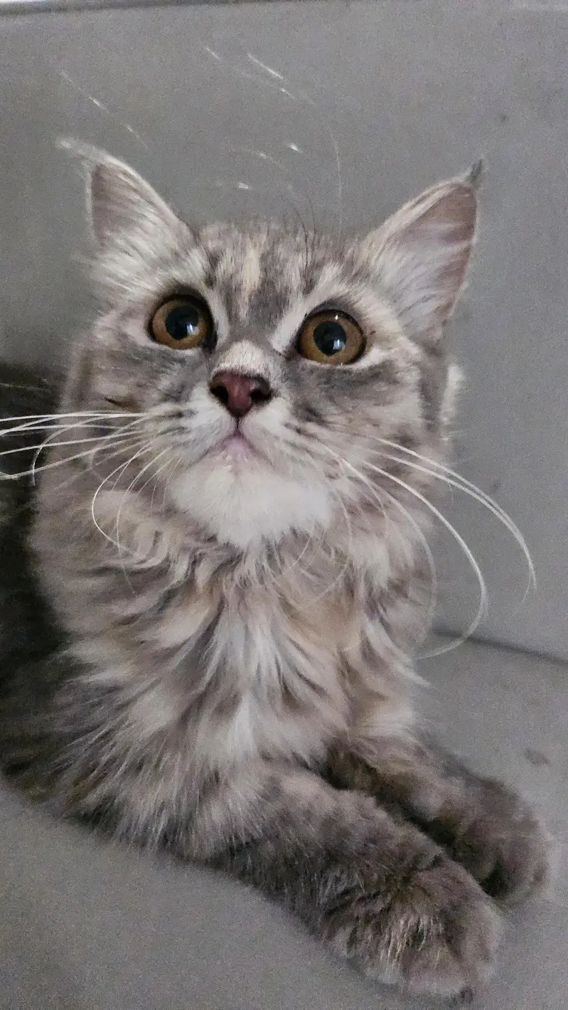 smoky grey persian kitten — photo 3