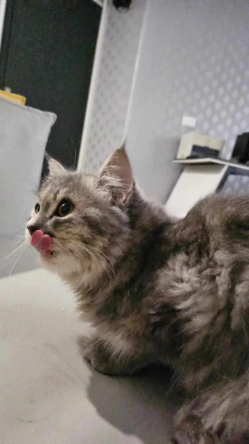 smoky grey persian kitten — photo 4