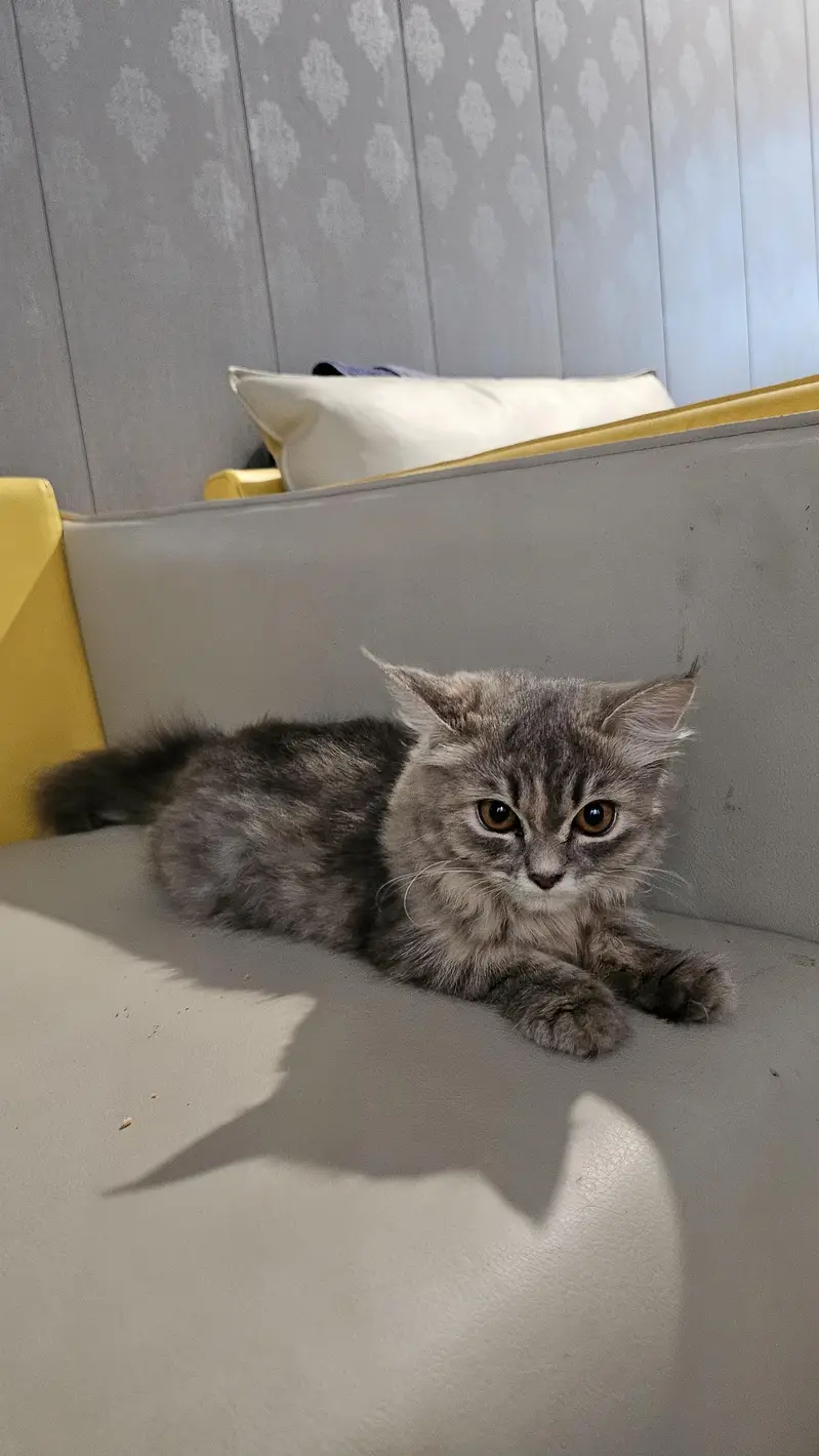 smoky grey persian kitten — photo 5
