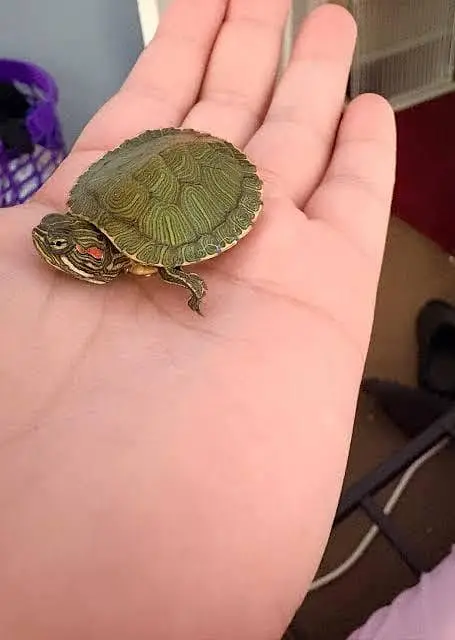 Turtles and tortoise healthy 03104016778 — photo 2