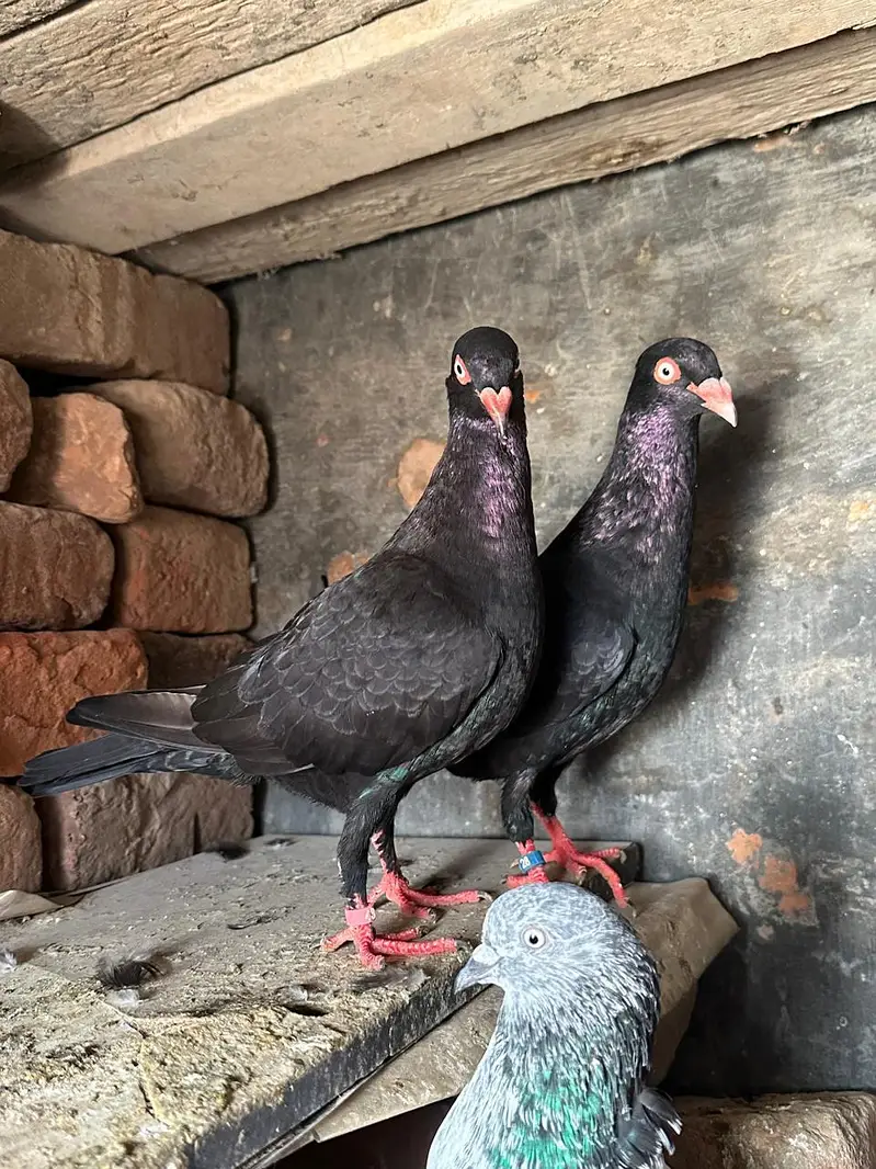 black danish high quality — photo 2
