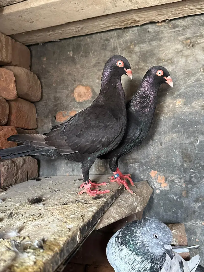 black danish high quality — photo 3