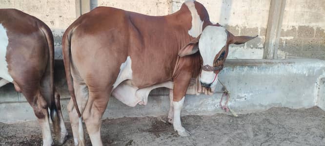 Qurbani Bulls