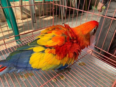 red and green Scarlet Macau parrot for sale age 5 month 03296042216