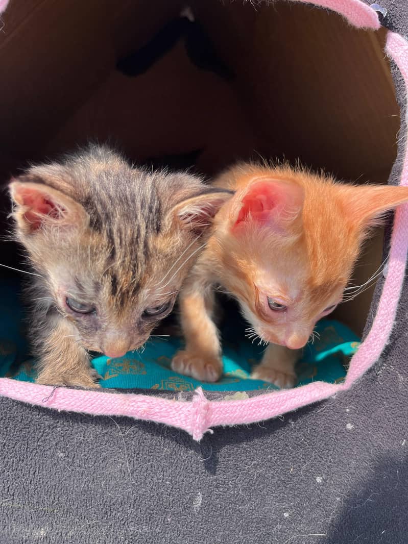 kittens for adoption 0