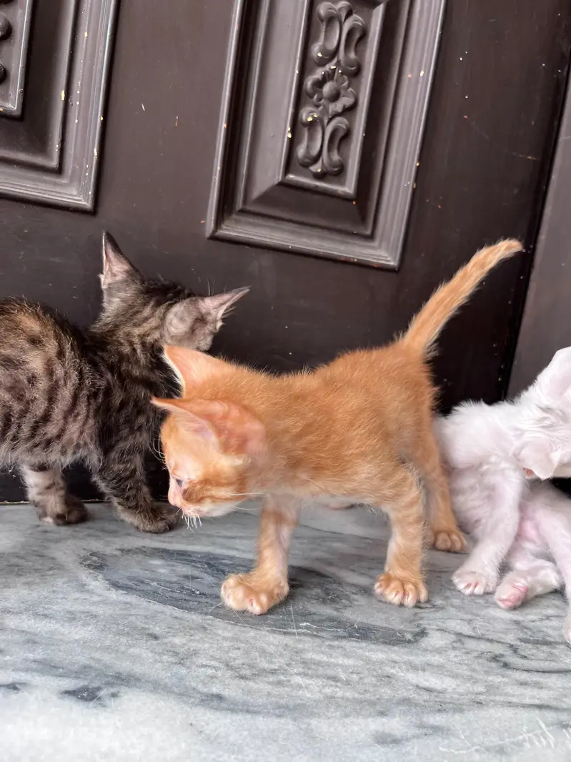 kittens for adoption — photo 2