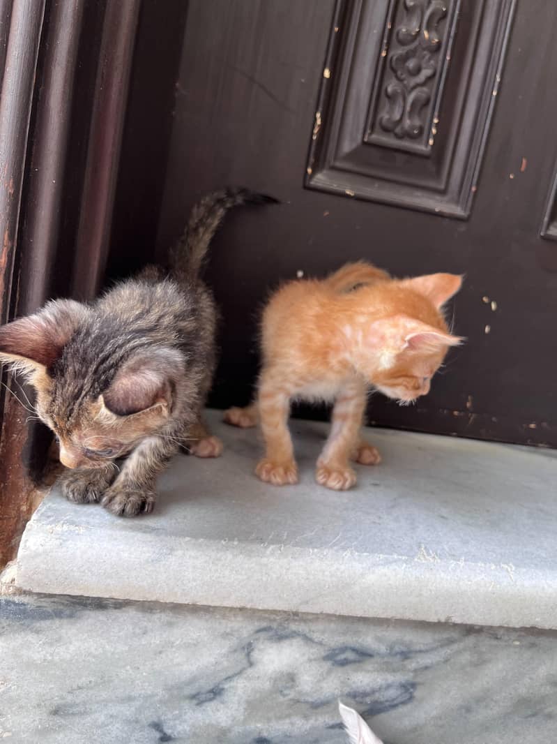 kittens for adoption 2