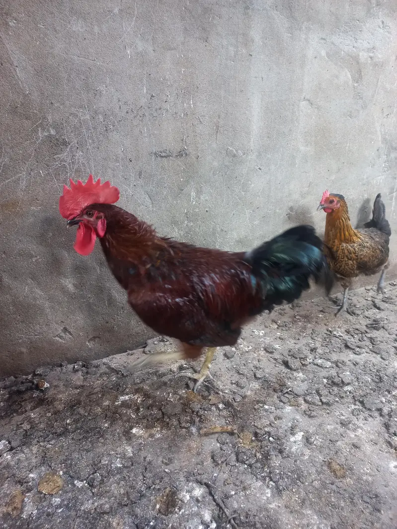 golden misri — photo 2