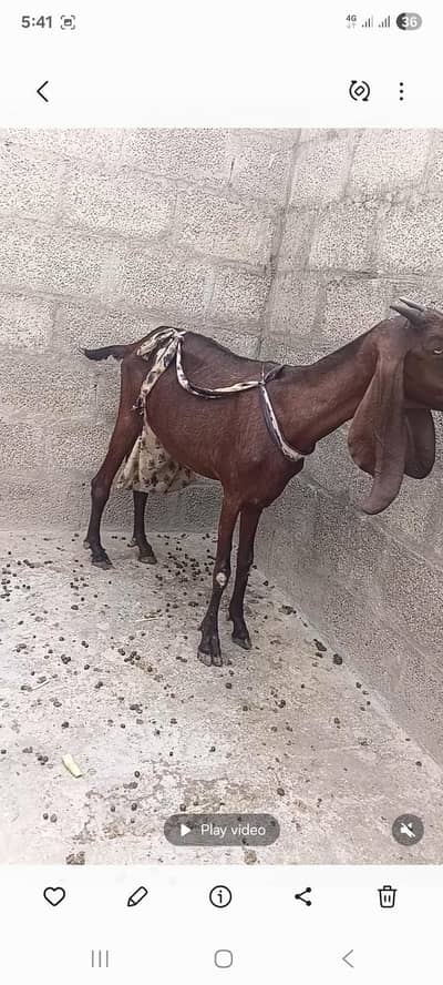 bakri