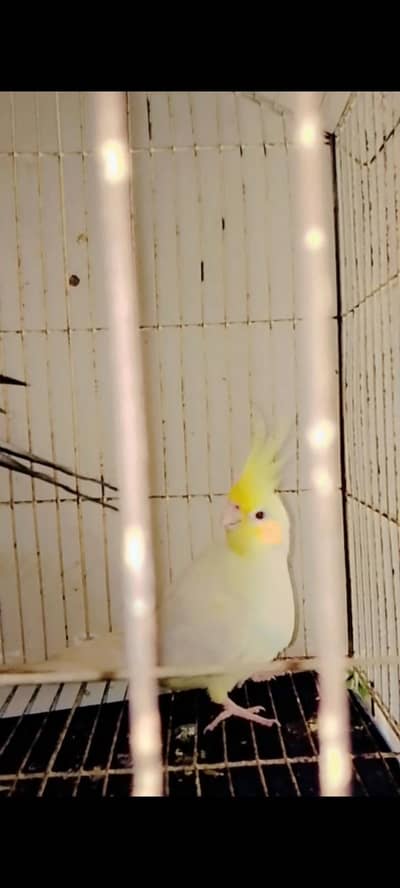 cockatiel breeding pair 1 years old male female