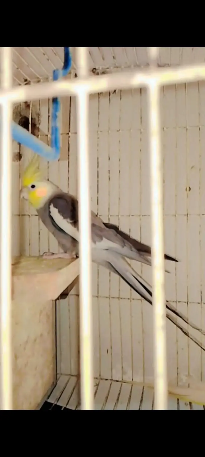 cockatiel breeding pair 1 years old male female — photo 2
