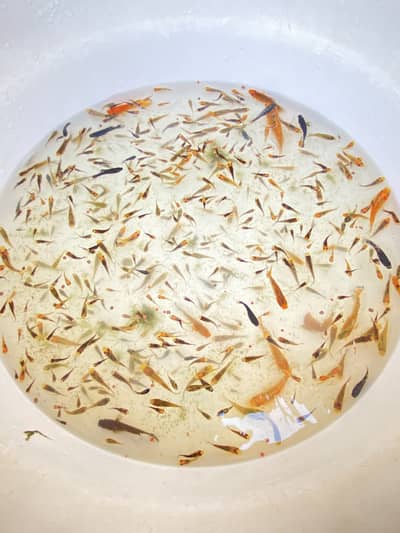 Selling molly fishes and their babies