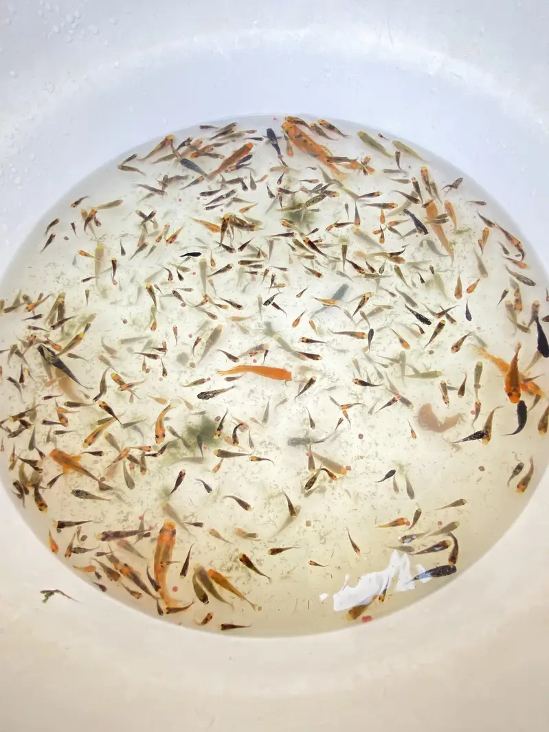 Selling molly fishes and their babies — photo 2