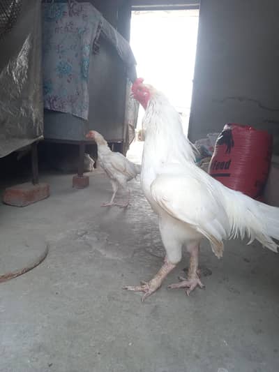 Pakistan Heera Aseel