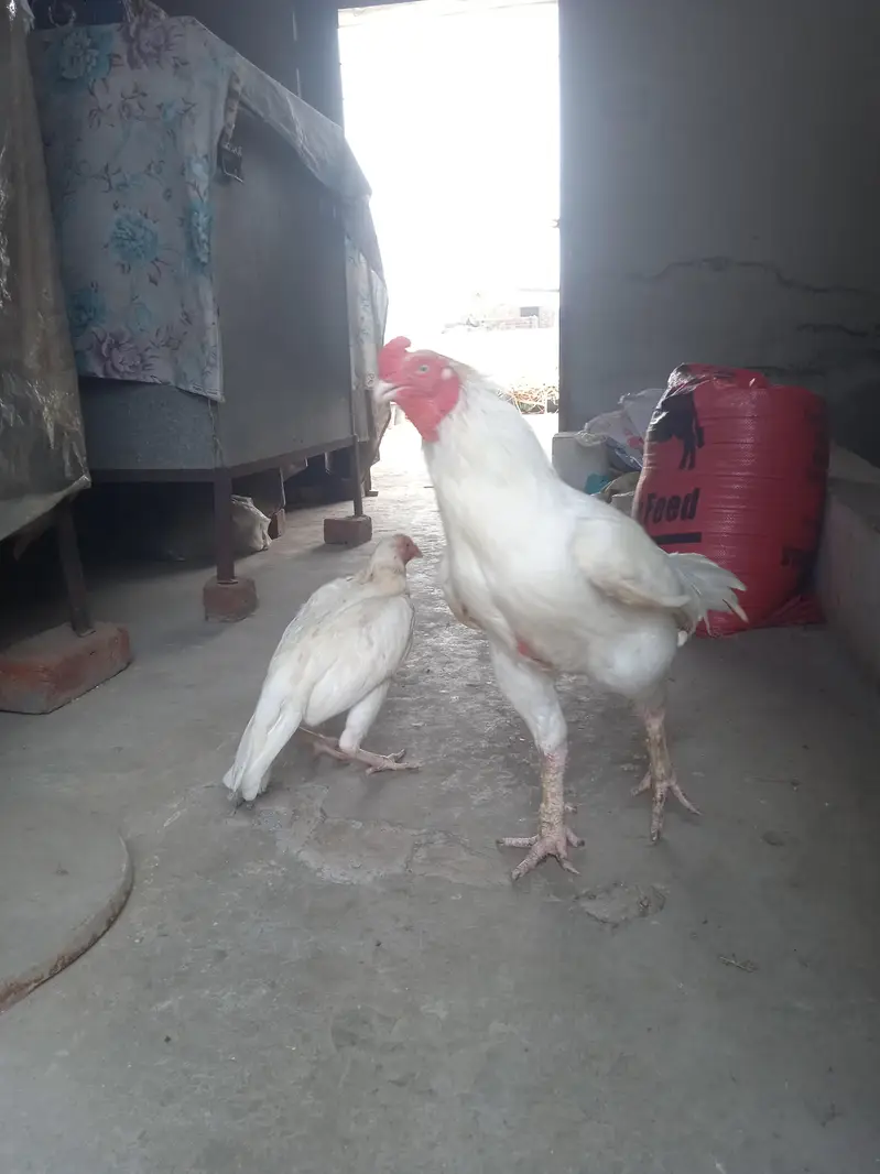 Pakistan Heera Aseel — photo 2