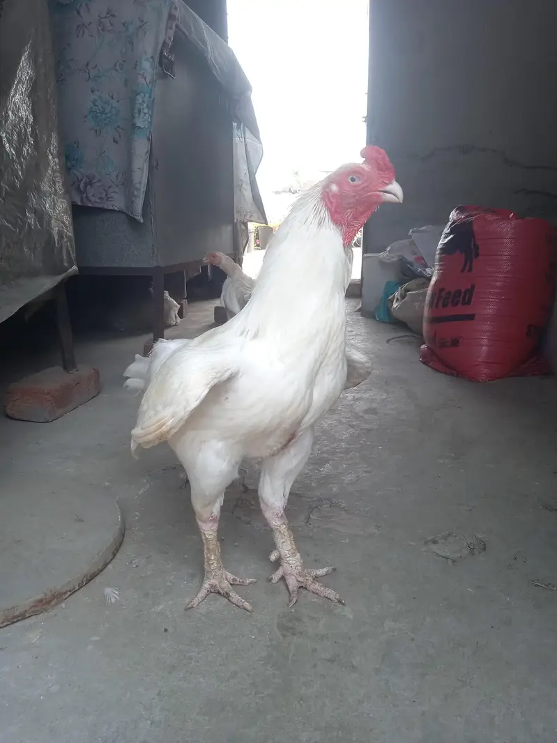 Pakistan Heera Aseel — photo 3