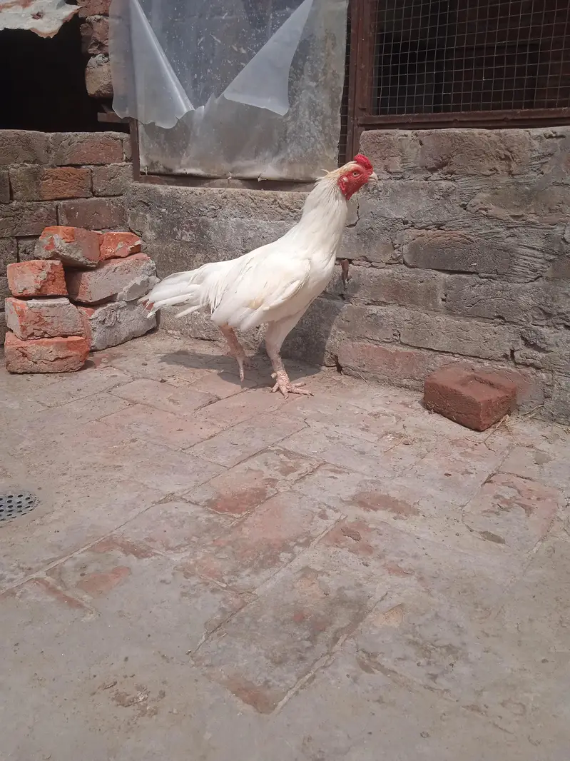 Pakistan Heera Aseel — photo 5
