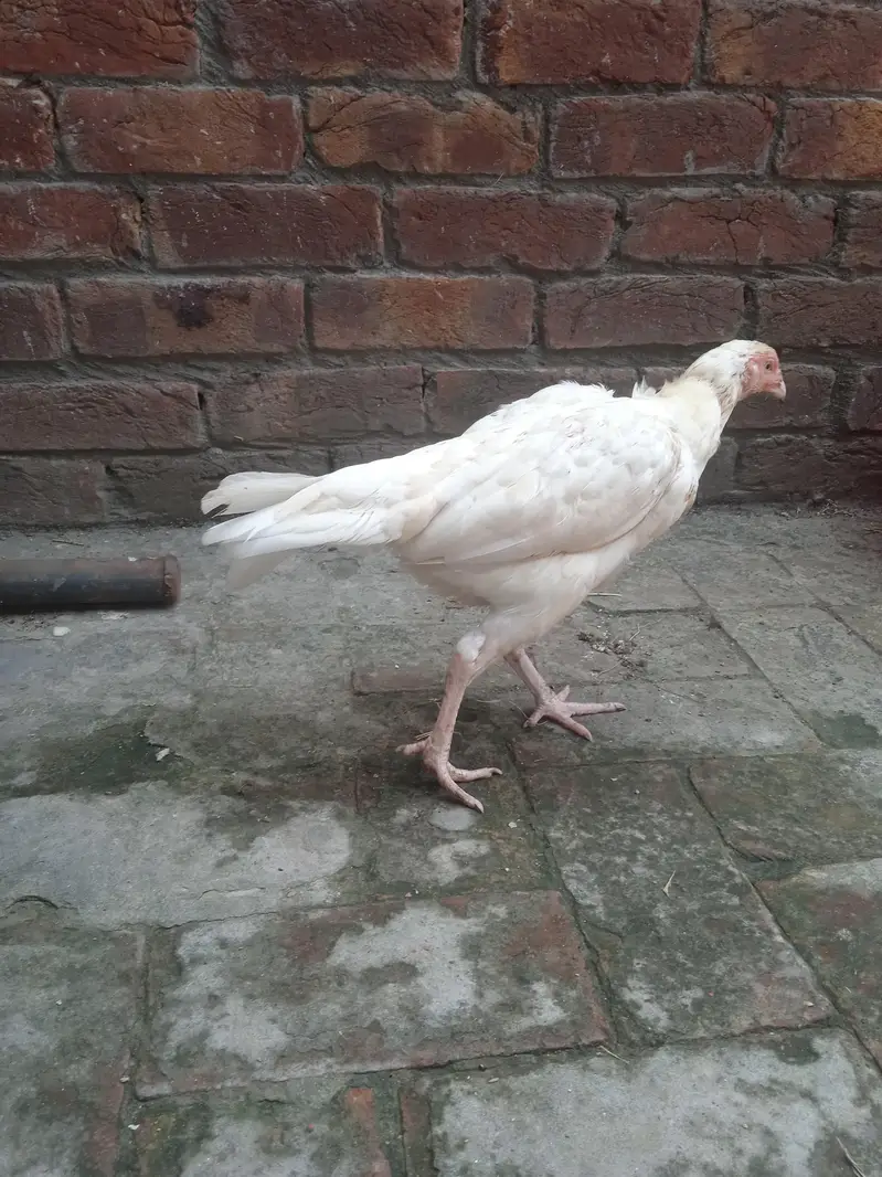 Pakistan Heera Aseel — photo 6