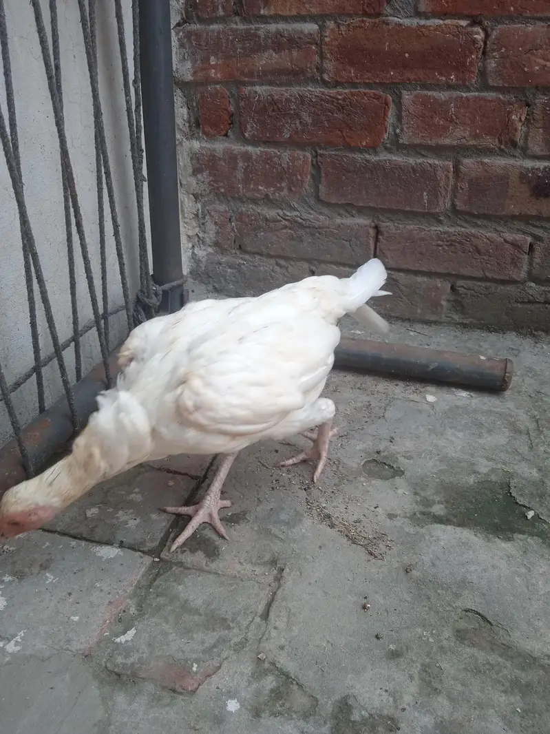 Pakistan Heera Aseel — photo 7