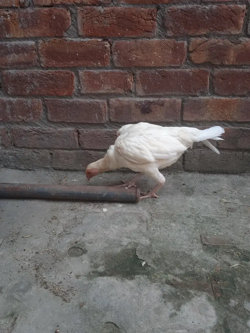 Pakistan Heera Aseel — photo 8