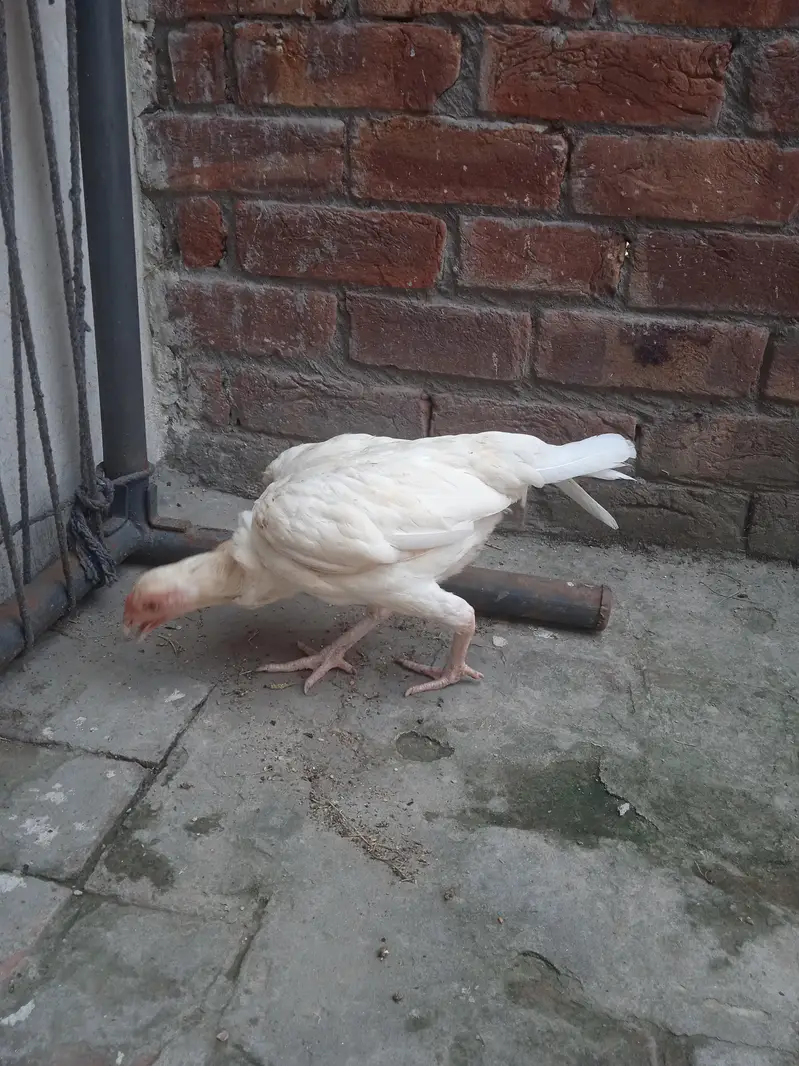 Pakistan Heera Aseel — photo 10