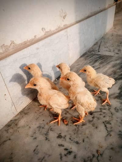 aseel/chicks aseel/hen aseel/heera i aseel/murga desi/hen white/aseel