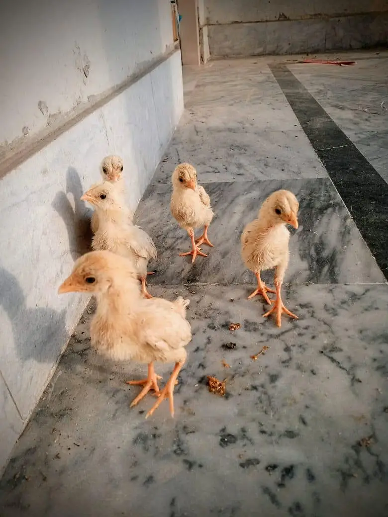 aseel/chicks aseel/hen aseel/heera i aseel/murga desi/hen white/aseel — photo 2
