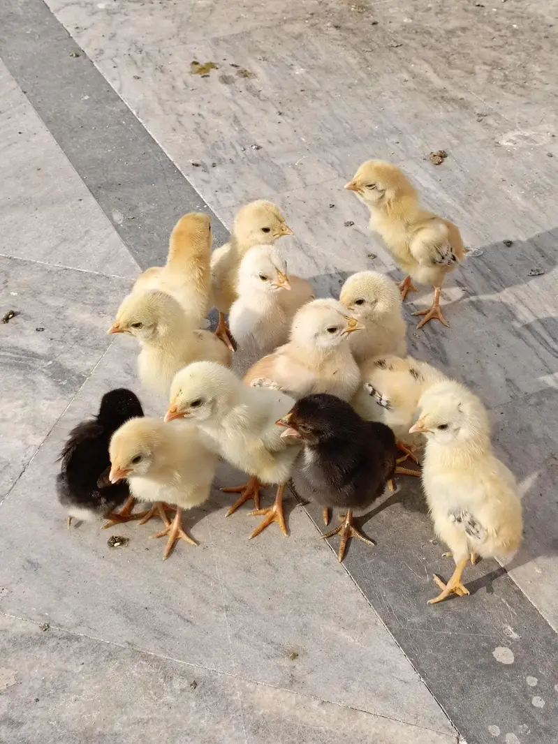 aseel/chicks aseel/hen aseel/heera i aseel/murga desi/hen white/aseel — photo 3