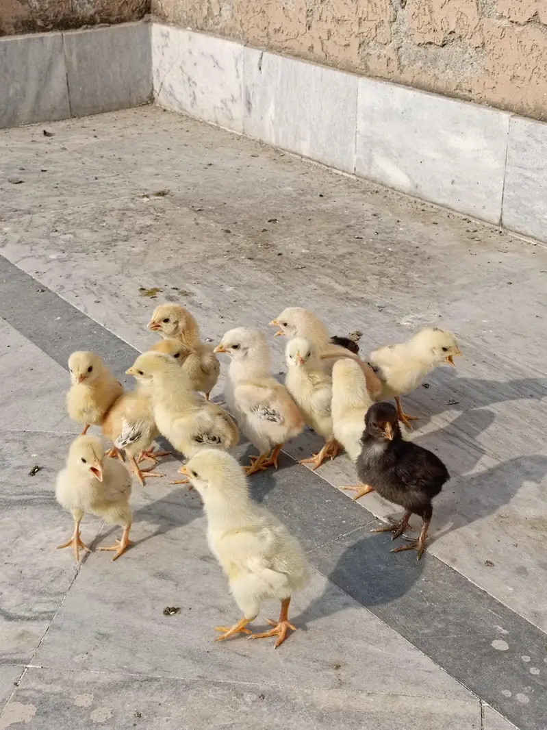 aseel/chicks aseel/hen aseel/heera i aseel/murga desi/hen white/aseel — photo 4