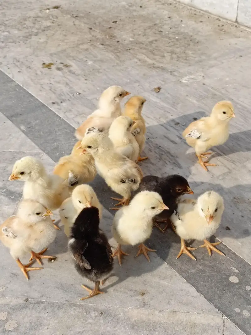 aseel/chicks aseel/hen aseel/heera i aseel/murga desi/hen white/aseel — photo 5