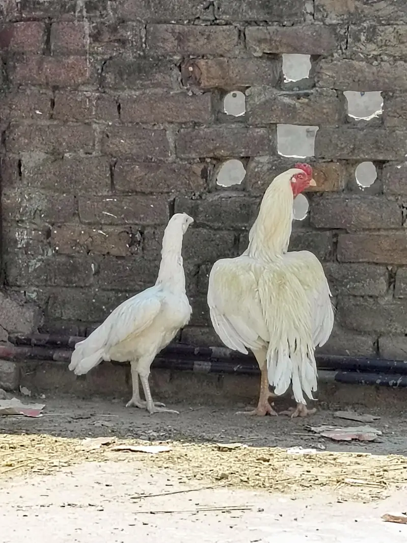 aseel/chicks aseel/hen aseel/heera i aseel/murga desi/hen white/aseel — photo 6