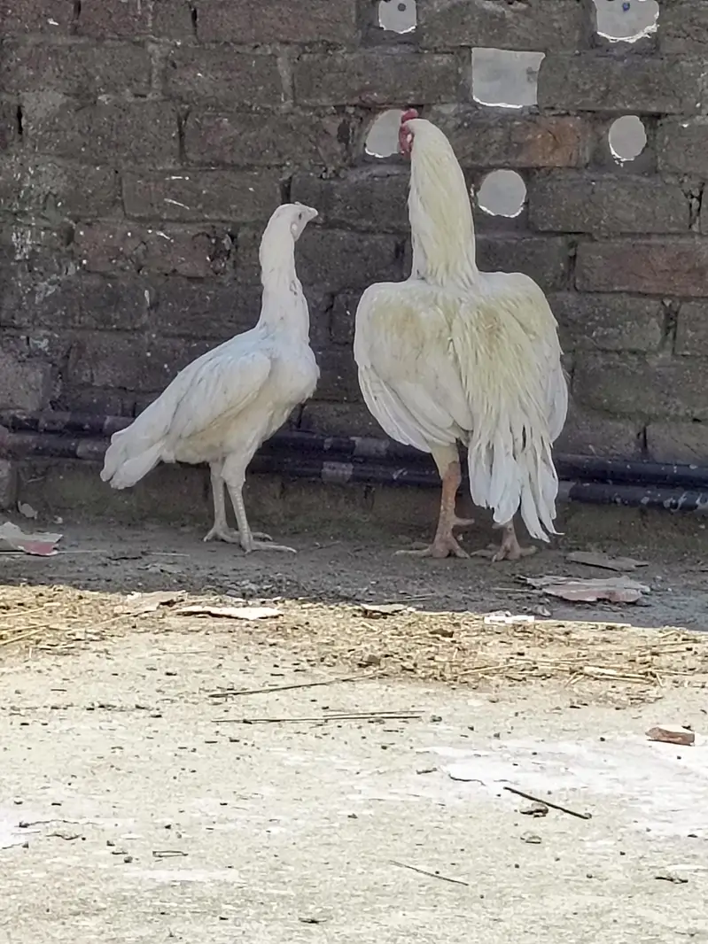 aseel/chicks aseel/hen aseel/heera i aseel/murga desi/hen white/aseel — photo 7