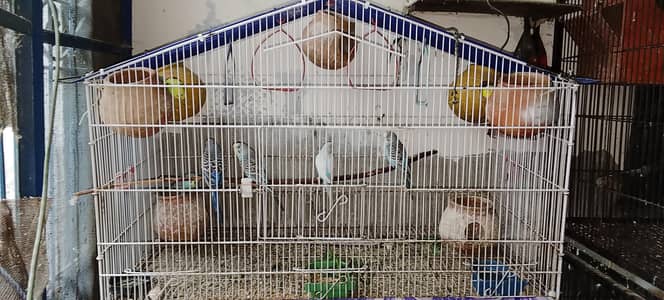 Birds cages