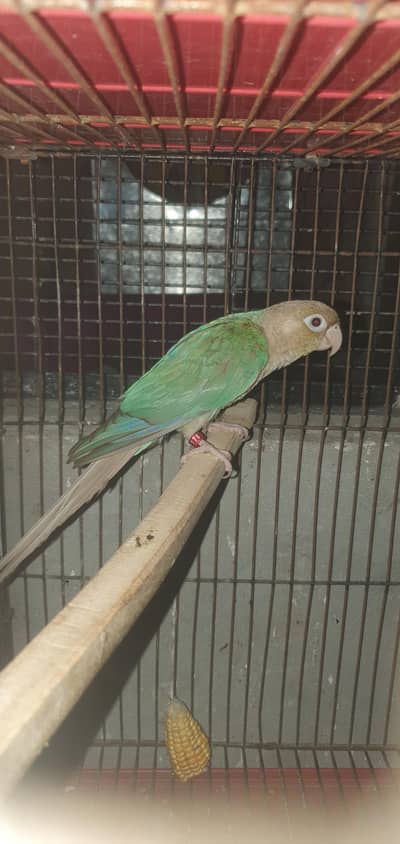 blue cinamon conure male for sale with dna card