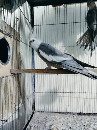 Cocktail Pair with 5Eggs Available
