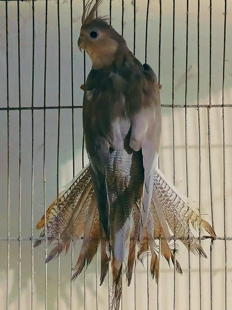 Cocktail Pair with 5Eggs Available — photo 4